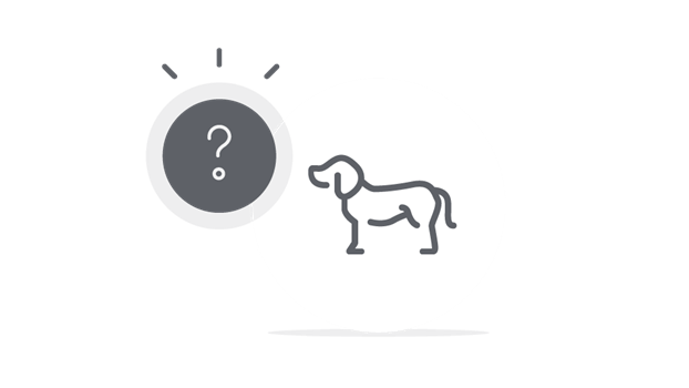 Få svar på de mest stillede spørgsmål om hundeforsikring