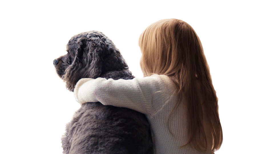 Skader på din hund - få hurtig hjælp til at komme videre