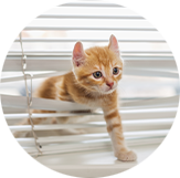 Kat