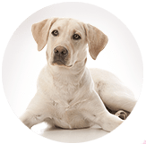 Content Hub Hundeforsikring