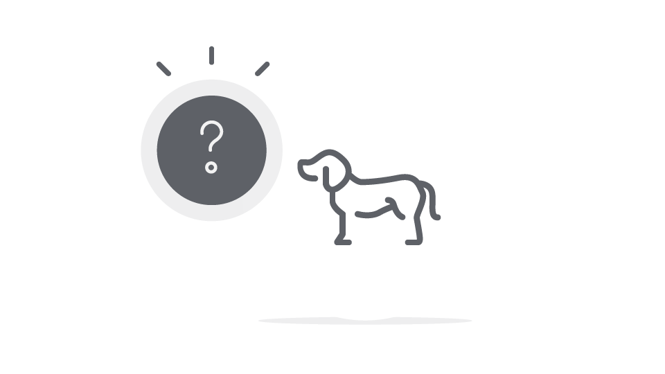 Få svar på de mest stillede spørgsmål om hundeforsikring
