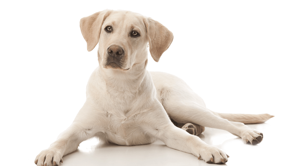 Hundesygeforsikring dækker dine Alka