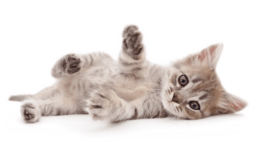 kat