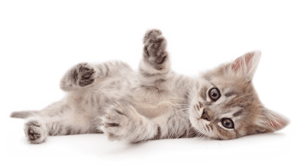 Katteforsikring | Læs om forsikring af kat Alka