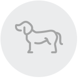 Hund