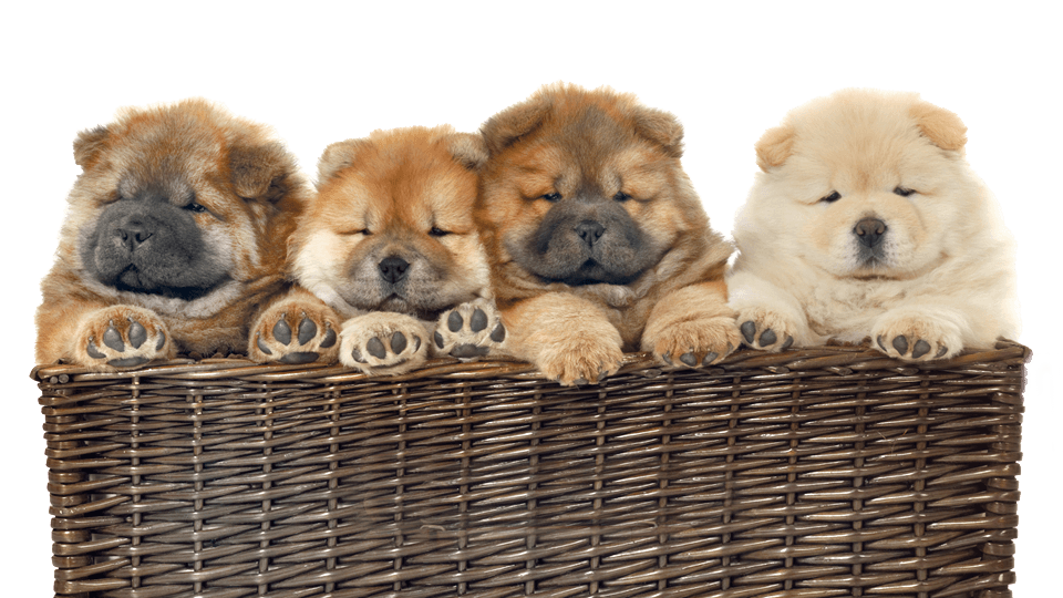 Alka hundeforsikring