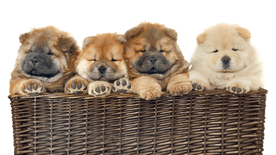 tyk Vænne sig til Fugtighed Billig hundeforsikring - Beregn din pris online hos Alka